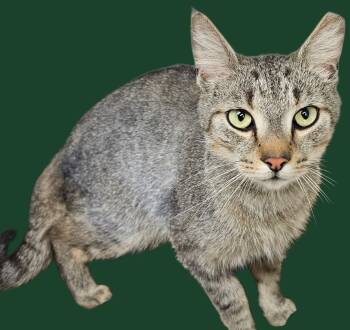 Rescue Domestic Short Hair Cats for Adoption in New Castle, Indiana - Tibbs | PetCurious