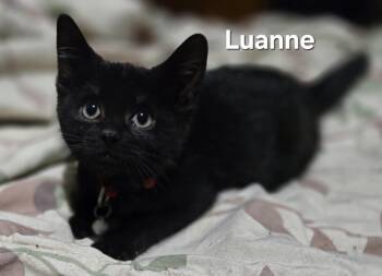 Domestic Short Hair Cats Available for Adoption - Lexi, Luanne, And Lucy! | PetCurious