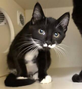 JACK -  Domestic Short Hair Cat for Adoption in Dedham, Massachusetts - JACK | PetCurious