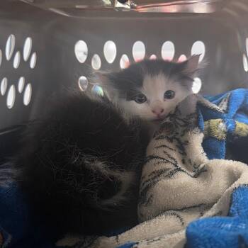 Razor -  Domestic Long Hair Cat for Adoption in Duncan, Oklahoma - Razor | PetCurious