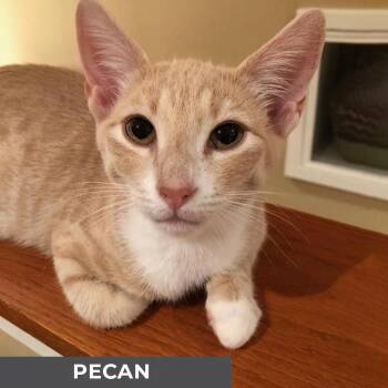 Rescue Domestic Short Hair Cats for Adoption in Toronto, Ontario - Pecan | PetCurious