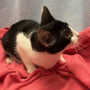 Hummer -  Domestic Short Hair Cat for Adoption in Green Valley, Arizona - Hummer | PetCurious