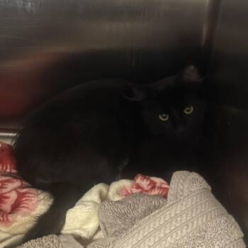 Sky - Butler Campus! -  Domestic Short Hair Cat for Adoption in Flagstaff, Arizona - Sky - Butler Campus! | PetCurious