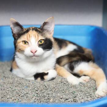 Katsu -  Domestic Short Hair Cat for Adoption in Evansville, Indiana - Katsu | PetCurious
