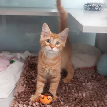 Skipper -  Domestic Short Hair Cat for Adoption in Ridgefield, Connecticut - Skipper | PetCurious