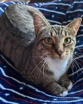 Fashion -  Domestic Short Hair Cat for Adoption in Nacogdoches, Texas - Fashion | PetCurious