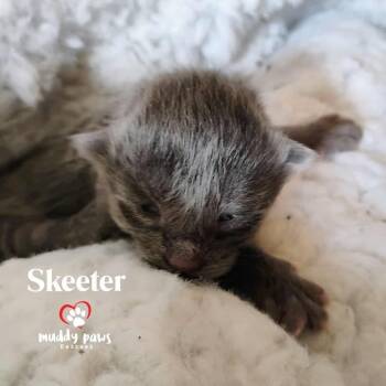 Rescue Domestic Short Hair Cats for Adoption in Council Bluffs, Iowa - Muppet Babies: Skeeter | PetCurious