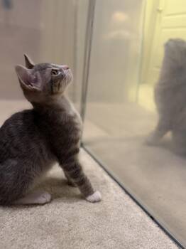 Domestic Short Hair Cats Available for Adoption in Dallas, Texas - Tony Stark 0132 | PetCurious
