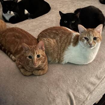 Graham & Griffin -  Domestic Short Hair Cat for Adoption in Buffalo, New York - Graham & Griffin | PetCurious