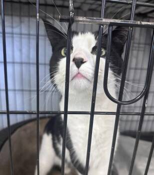 Bandit Freeport -  Domestic Short Hair Cat for Adoption in Westbury, New York - Bandit Freeport | PetCurious