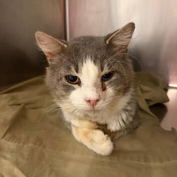 Glenn -  Domestic Short Hair Cat for Adoption in Chattanooga, Tennessee - Glenn | PetCurious