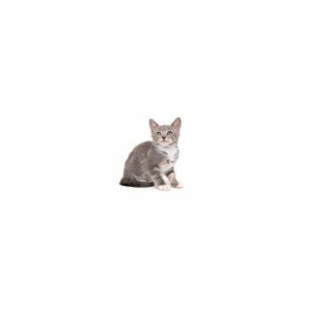 Domestic Short Hair Cats Available for Adoption in Los Angeles, California - Cinemark | PetCurious