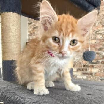 Chamile -  Domestic Short Hair Cat for Adoption in Prosper, Texas - Chamile | PetCurious