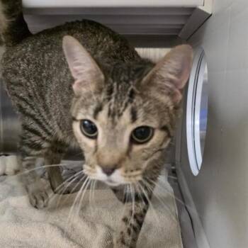 BITTY -  Domestic Short Hair Cat for Adoption in St. Louis, Missouri - BITTY | PetCurious