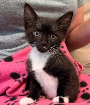 Snowbell -  Domestic Short Hair Cat for Adoption in Fort Lauderdale, Florida - Snowbell | PetCurious
