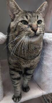 Minimousse -  Domestic Short Hair Cat for Adoption in Montreal, Quebec - Minimousse | PetCurious