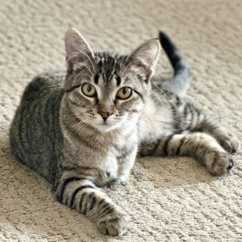 Rescue Domestic Short Hair Cats for Adoption in Ellensburg, Washington - Lea | PetCurious