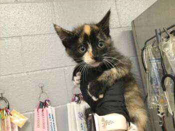 Domestic Short Hair Cats Available for Adoption in Thousand Palms, California - A1916371 | PetCurious