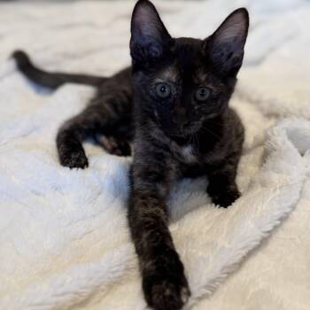 Mocha -  Tortoiseshell Cat for Adoption in Fresno, California - Mocha | PetCurious