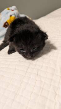 Domestic Short Hair Cats Available for Adoption in Fruit Heights, Utah - Fork | PetCurious