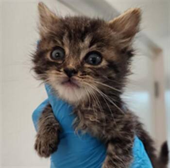 BUBBLES -  Domestic Short Hair Cat for Adoption in Fort Lauderdale, Florida - BUBBLES | PetCurious