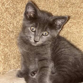 Fungis -  Domestic Short Hair Cat for Adoption in Waco, Texas - Fungis | PetCurious