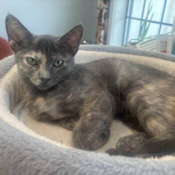 Moon -  Domestic Short Hair Cat for Adoption in Houston, Texas - Moon | PetCurious