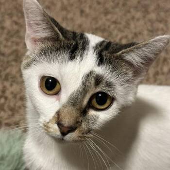 Marigold -  Domestic Short Hair Cat for Adoption in Saint Paul, Minnesota - Marigold | PetCurious