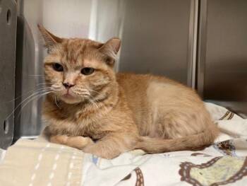 Domestic Short Hair Cats Available for Adoption in Colorado Springs, Colorado - GINGER | PetCurious