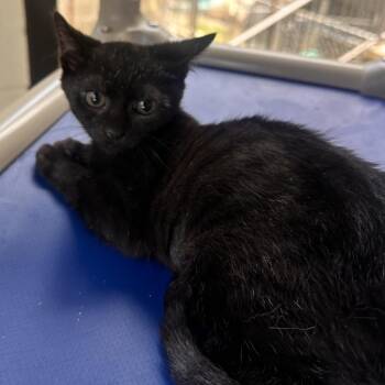 Emerald Jade green ball -  Domestic Short Hair Cat for Adoption in Rocky Mount, Virginia - Emerald Jade Green Ball | PetCurious