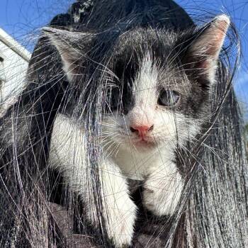 Domestic Short Hair Cats Available for Adoption - Cha Chi | PetCurious