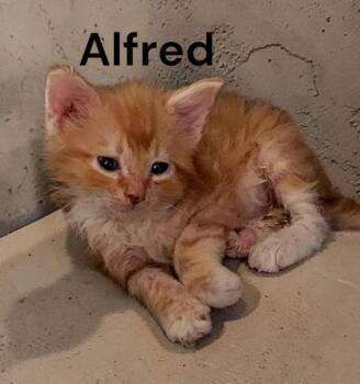 Alfred -  Tabby Cat for Adoption in Weems, Virginia - Alfred | PetCurious