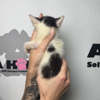 Sesame -  American Shorthair and Domestic Short Hair Cat for Adoption in Milton, Florida - Sesame | PetCurious