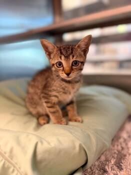 Maddy -  Domestic Short Hair Cat for Adoption in Disputanta, Virginia - Maddy | PetCurious