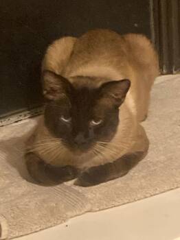 Siamese and Manx Cats Available for Adoption - Eros Valentino | PetCurious