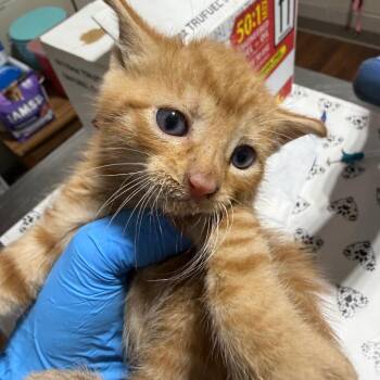 Mango -  Domestic Short Hair Cat for Adoption in Milton, Florida - Mango | PetCurious