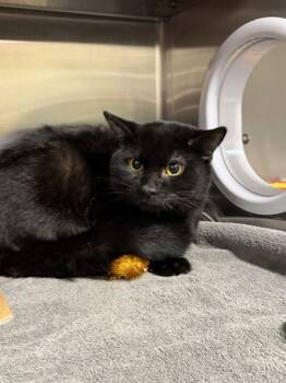 Rescue Domestic Short Hair Cats for Adoption in Pontiac, Michigan - Goblin | PetCurious