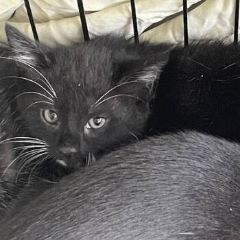 1462-C26 -  Domestic Short Hair Cat for Adoption in Port Charlotte, Florida - 1462-C26 | PetCurious
