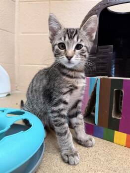 TRUFFLES -  Domestic Short Hair Cat for Adoption in Chula Vista, California - TRUFFLES | PetCurious