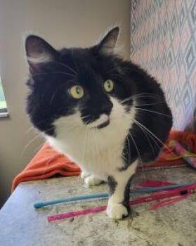 Lou -  Domestic Long Hair Cat for Adoption in Bucyrus, Ohio - Lou | PetCurious