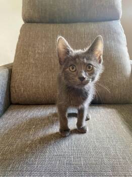 Bruno -  American Shorthair Cat for Adoption in Maywood, Illinois - Bruno | PetCurious