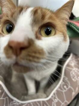 Domestic Short Hair Cats Available for Adoption in Schenectady, New York - Finn | PetCurious