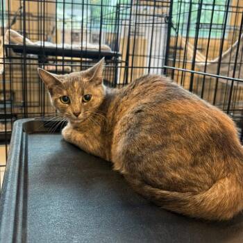 Domestic Short Hair Cats Available for Adoption in Huntington, West Virginia - Iris | PetCurious