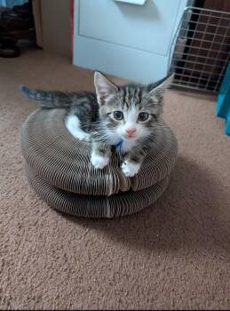 Wandeer -  Domestic Short Hair Cat for Adoption in Calgary, Alberta - Wandeer | PetCurious