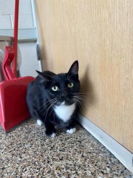 Rescue Domestic Short Hair Cats for Adoption in Frisco, Colorado - ENID | PetCurious