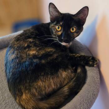 Goldie -  Domestic Short Hair Cat for Adoption in Watertown, Wisconsin - Goldie | PetCurious