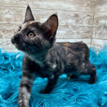 Liz Taylor -  Domestic Short Hair Cat for Adoption in Lexington, Kentucky - Liz Taylor | PetCurious
