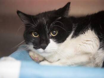 BENNY -  Domestic Short Hair Cat for Adoption in Phoenix, Arizona - BENNY | PetCurious