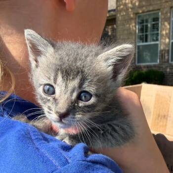 Tabatha -  Domestic Short Hair Cat for Adoption in Midland, Texas - Tabatha | PetCurious
