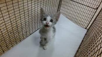 BABY -  Domestic Short Hair Cat for Adoption in Doral, Florida - BABY | PetCurious